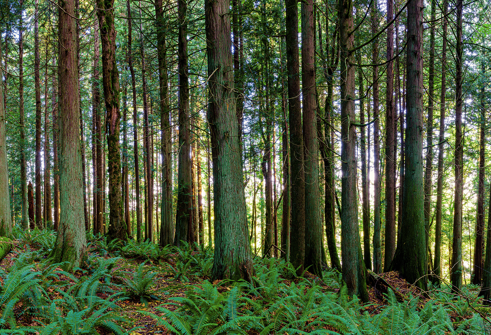 Paper And Americas Growing Forests